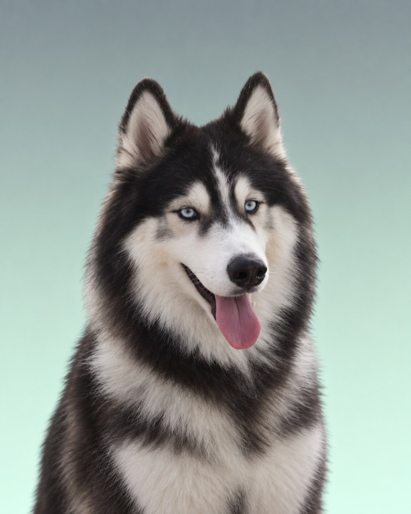 Lobo, Emotional Support bij Vabier